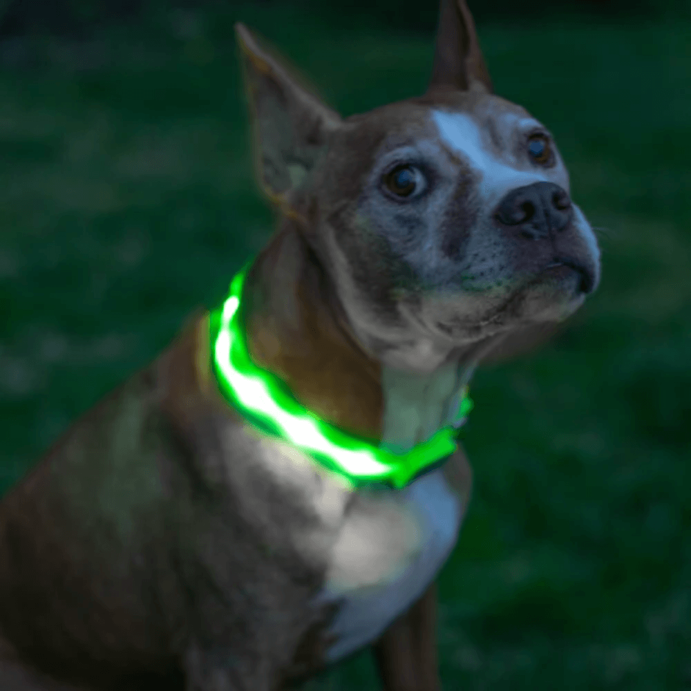 Rare LED Dog Collar