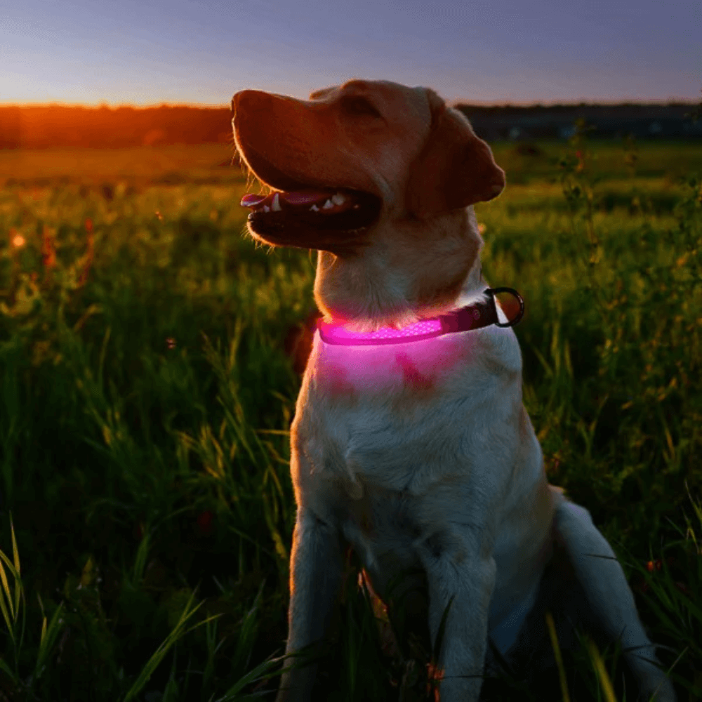 Rare LED Dog Collar